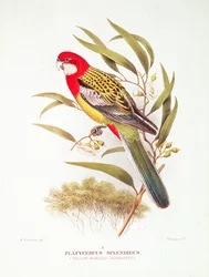 Gregory Macalister Mathews (1876-1949) és Tom Iredale (1880-1972) Sárgaköpenyű papagáj a Birds of Australia-ból